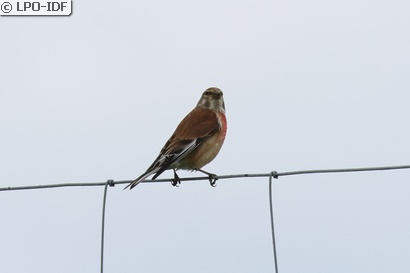 Linotte mélodieuse