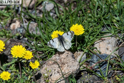 Piéride du simplon