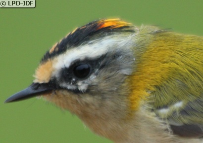 Roitelet à triple bandeau