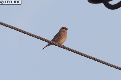 Roselin de Lichtenstein