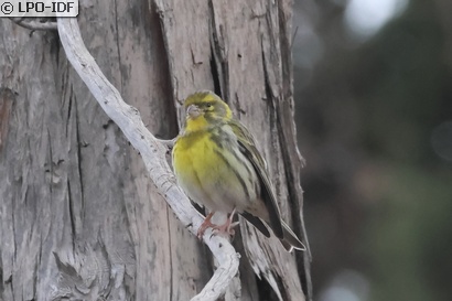 Serin cini