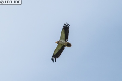 Vautour percnoptère