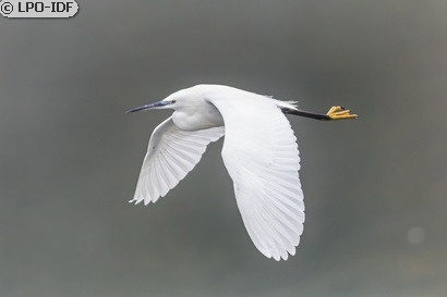 Aigrette garzette