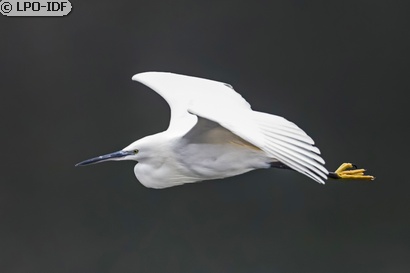 Aigrette garzette