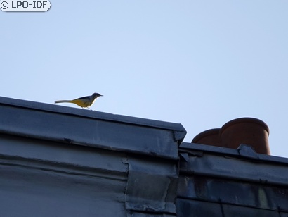 Bergeronnette des ruisseaux
