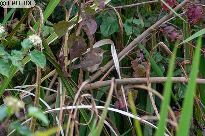 Rousserolle effarvatte