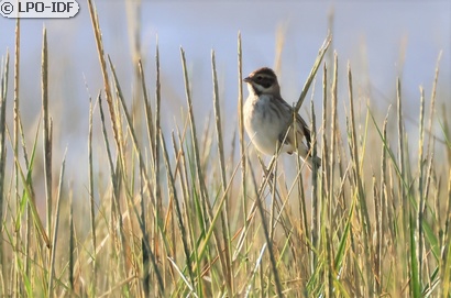 Bruant des roseaux