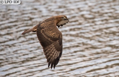 Buse variable
