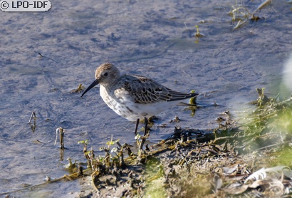 Bécasseau variable