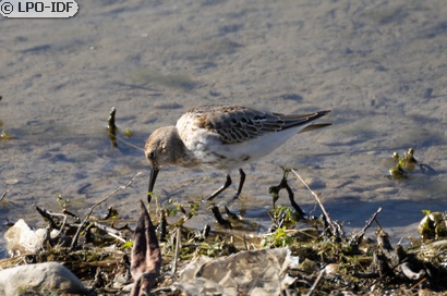 Bécasseau variable