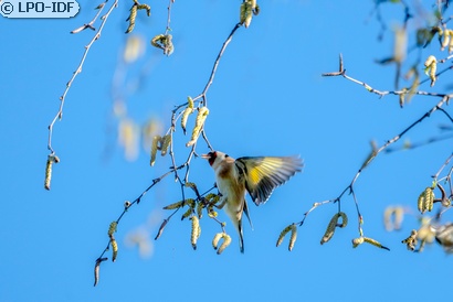 Chardonneret élégant