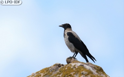 Corneille mantelée
