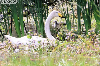 Cygne chanteur