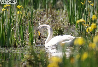 Cygne chanteur