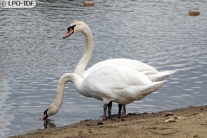 Cygne tuberculé