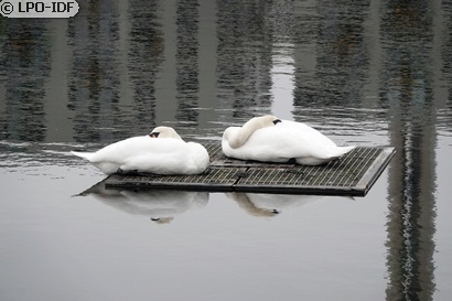 Cygne tuberculé