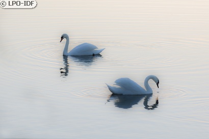 Cygne tuberculé