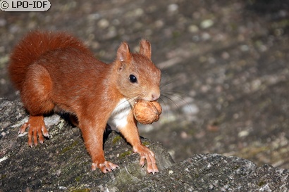 Ecureuil roux