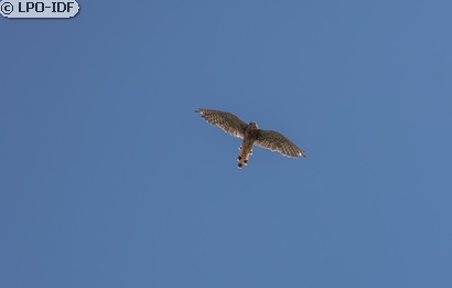 Faucon crécerelle