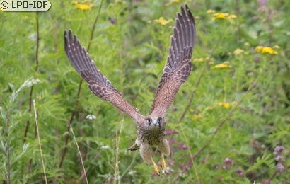 Faucon crécerelle