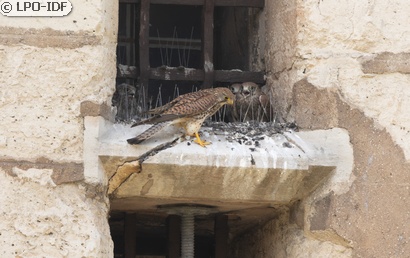 Faucon crécerelle