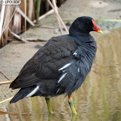 Gallinule poule-d'eau
