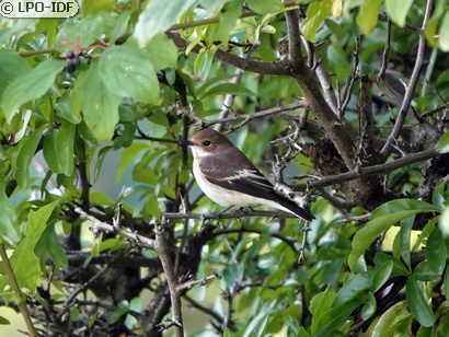 Gobemouche noir