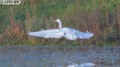 Grande Aigrette