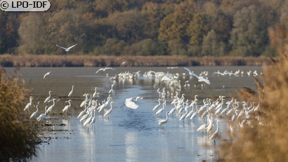 Grande Aigrette