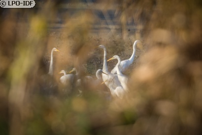 Grande Aigrette