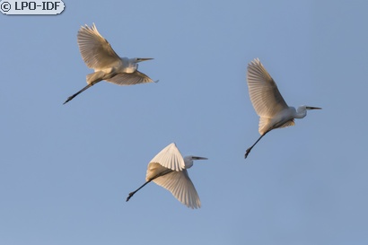 Grande Aigrette