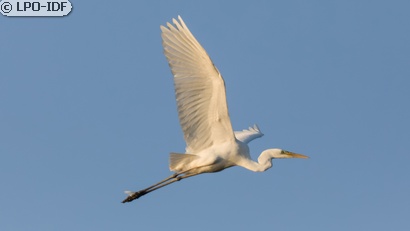 Grande Aigrette