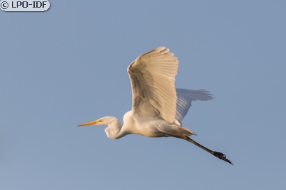 Grande Aigrette