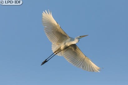 Grande Aigrette