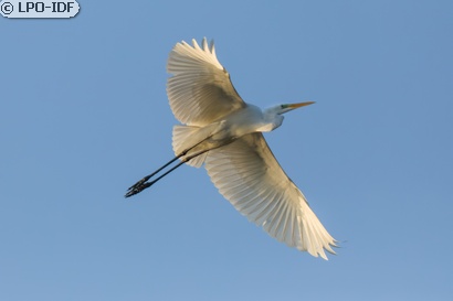 Grande Aigrette
