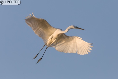 Grande Aigrette