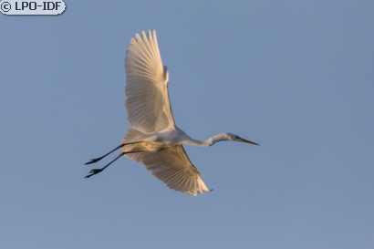 Grande Aigrette