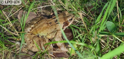 Grenouille rousse