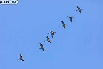 Grue cendrée
