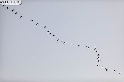 Grue cendrée