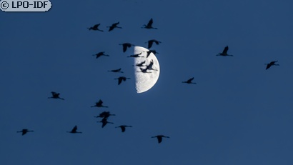 Grue cendrée