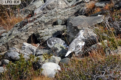 Lagopède alpin