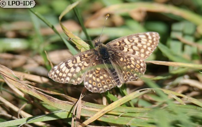 Mélitée du plantain