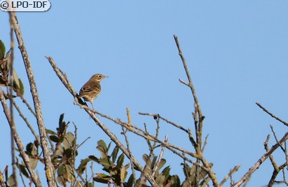 Pipit spioncelle