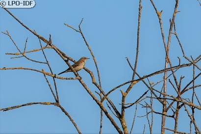Pipit spioncelle
