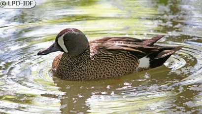 Sarcelle à ailes bleues