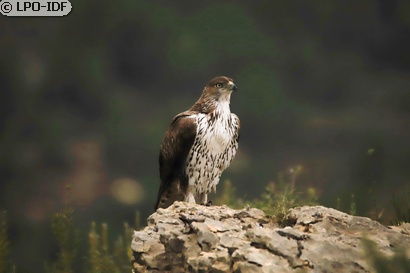 Aigle de Bonelli