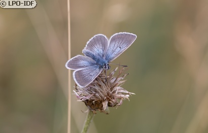 Azuré des géraniums