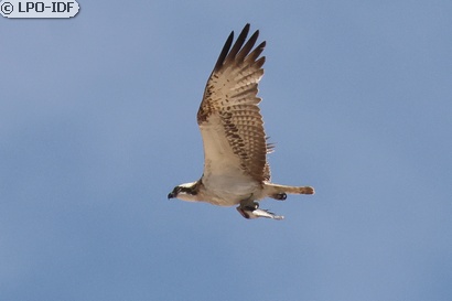 Balbuzard pêcheur