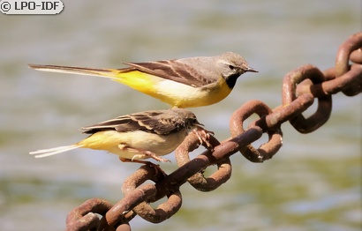 Bergeronnette des ruisseaux